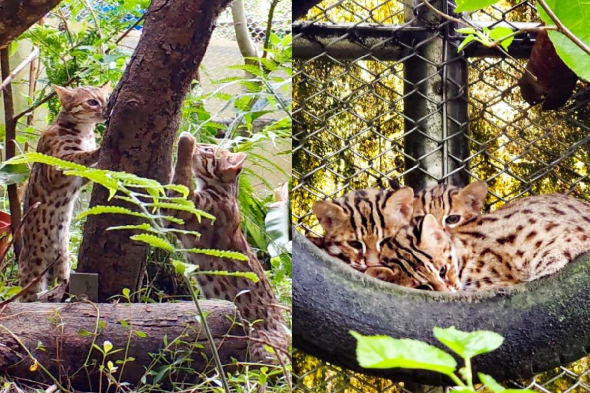 台北市立動物園內的三隻石虎寶寶長大了！（圖／台北市立動物園授權提供）
