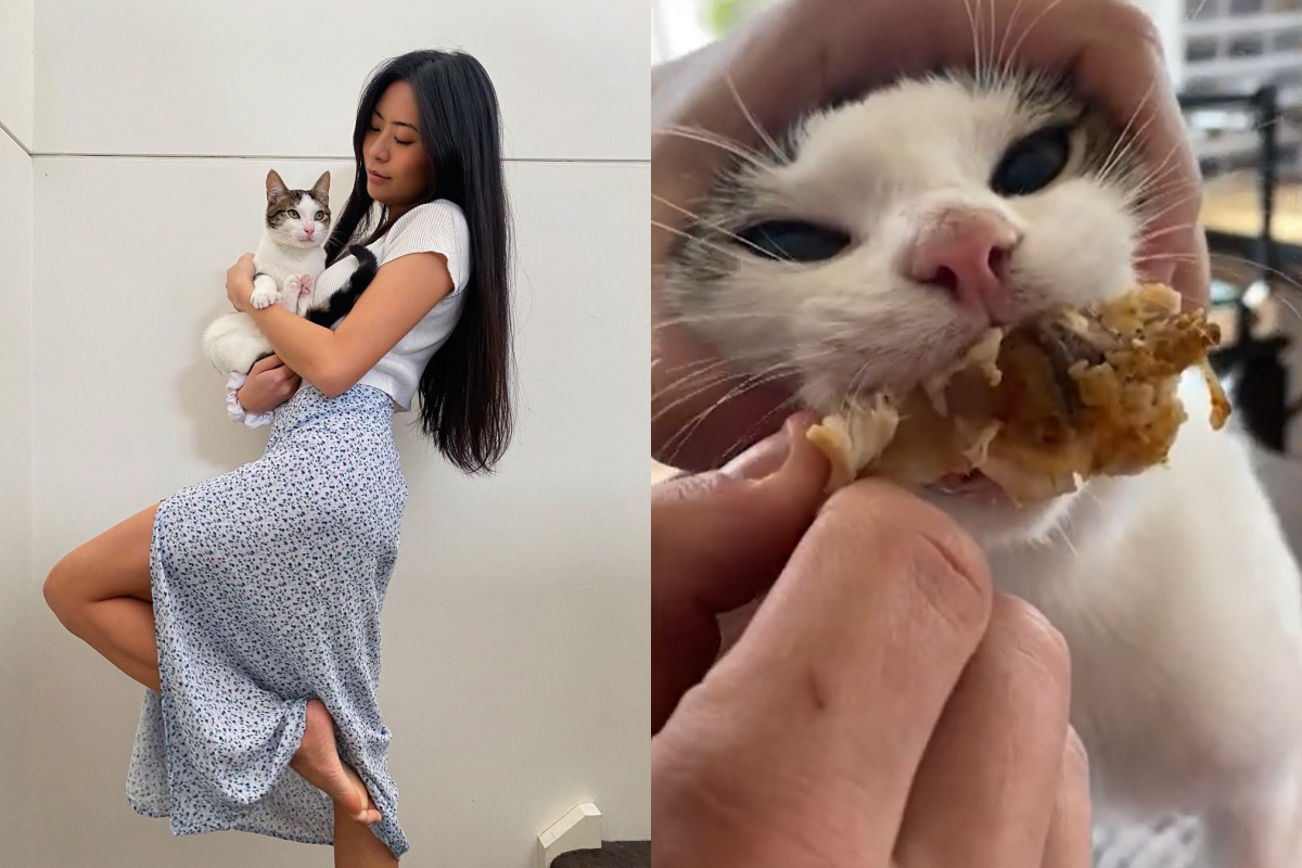 貪吃貓緊咬炸雞，臉被捏成丹鳳眼仍不肯放手！（圖／美聯社 AP／Caters TV MRSS／IG@faithful_lim）