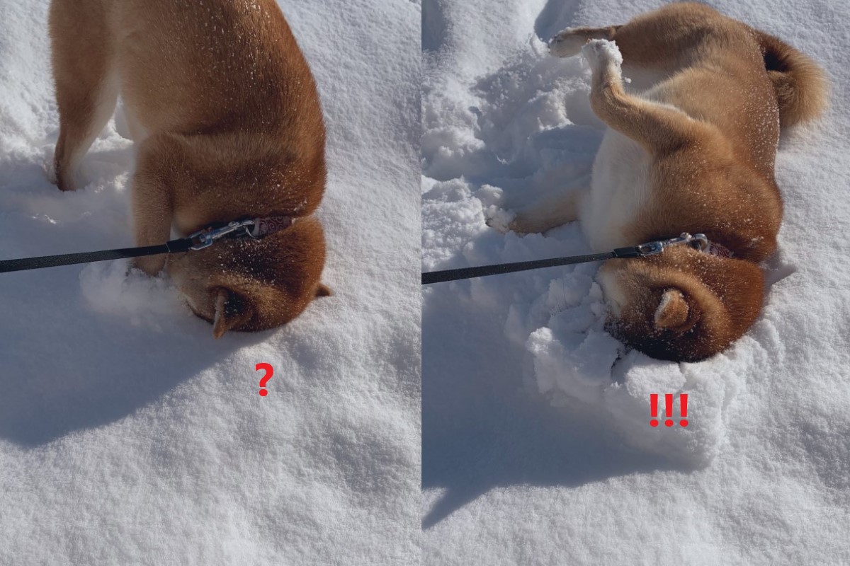 日本一隻柴柴非常喜歡在下雪天外出散步！（圖／twitter @shibaharu_）