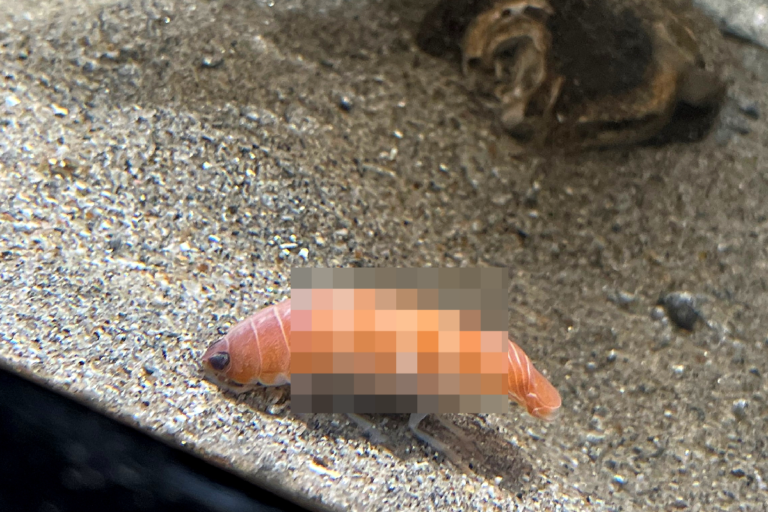 水族館展示「未知新物種」　網友看後全驚呆：捕捉野生壽司？
