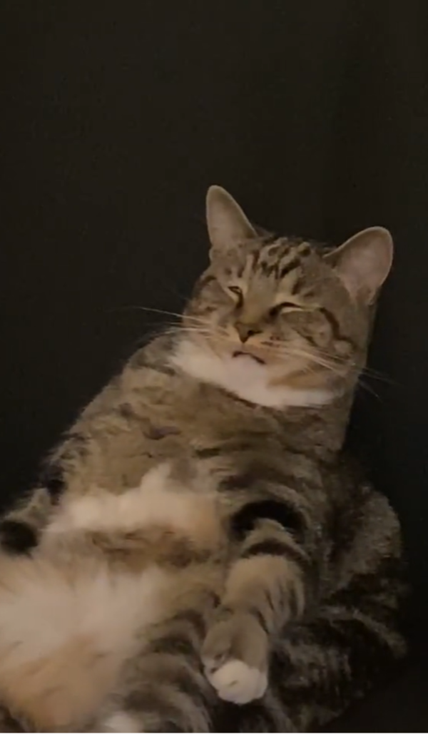 虎斑貓「大叔坐」睡到翻白眼　主人驚：像極喝醉的我！