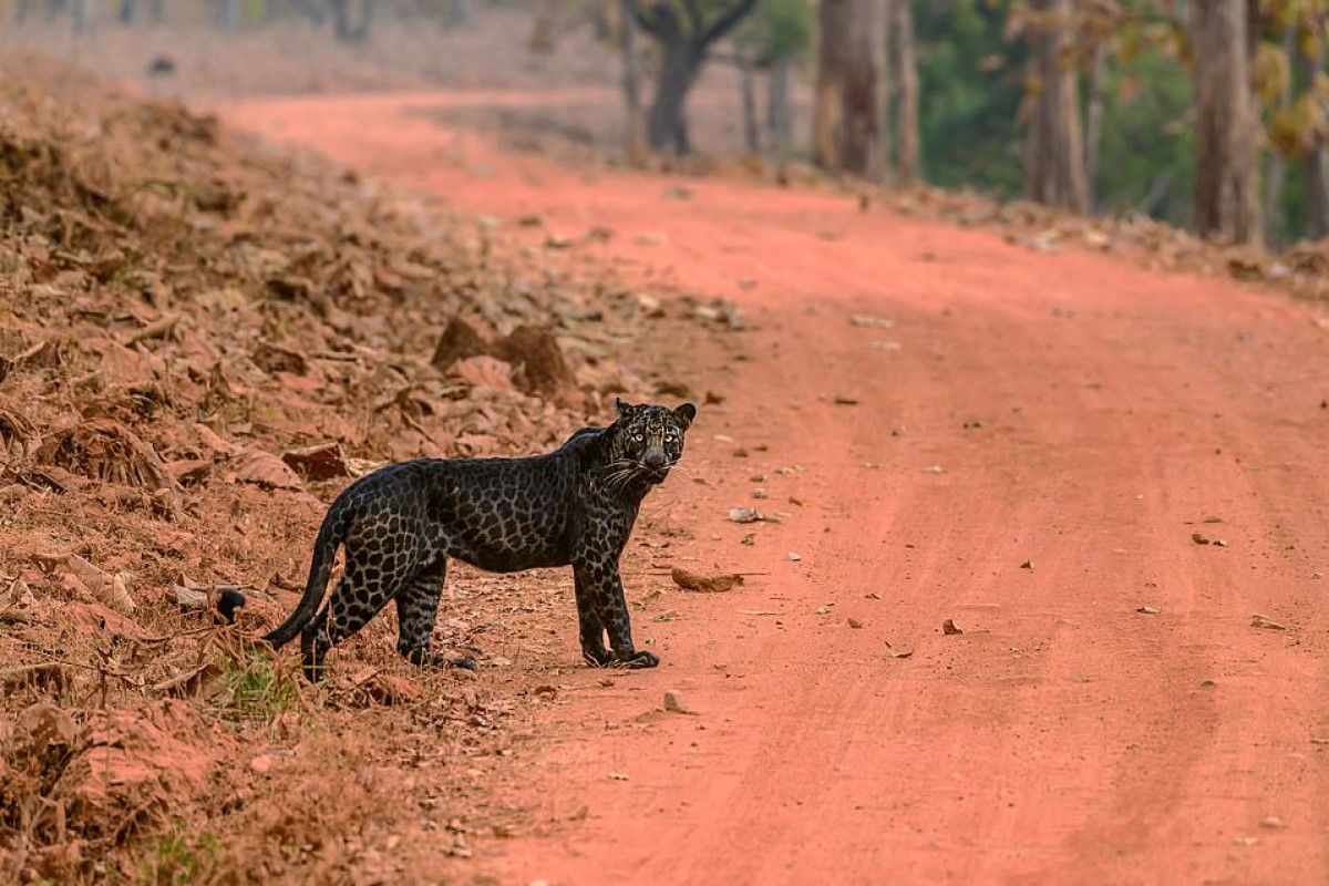 國外一名攝影師在野生動物國家公園巧遇一頭美麗的黑色花豹！（圖／IG帳號anurag10ag）
