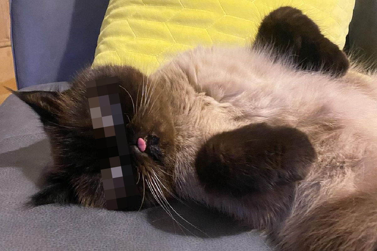 扁臉貓俏皮吐舌不收回，表情卻豐富多變超有趣！（圖／Instagram帳號：neko.ikiru.san） 