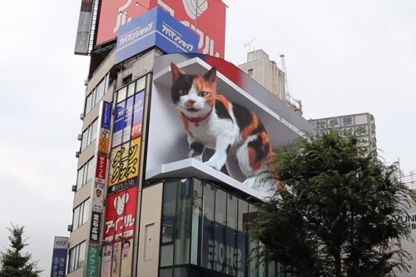 東京出現「巨大三花貓」　與路人互動讓人想大喊卡哇伊！