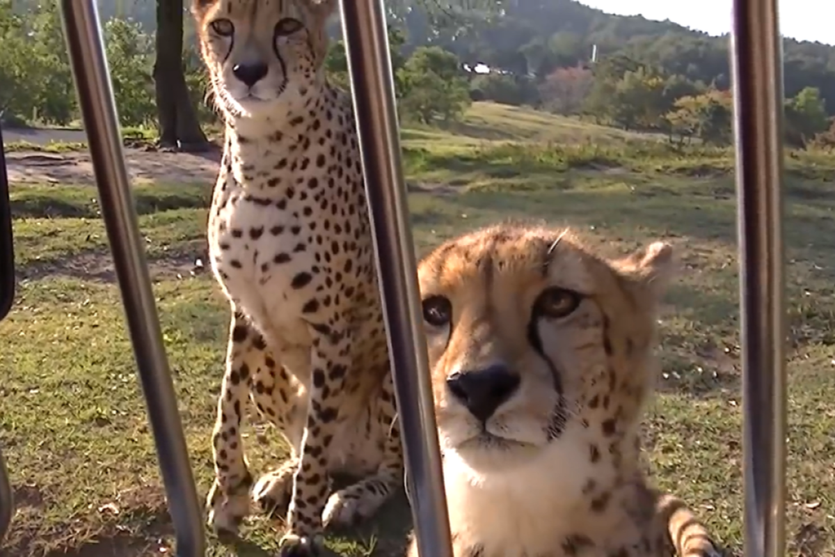 車外獵豹無辜臉奶叫賣萌，讓車內攝影者好心動！（圖／Youtube＠ africansafarimovie） 