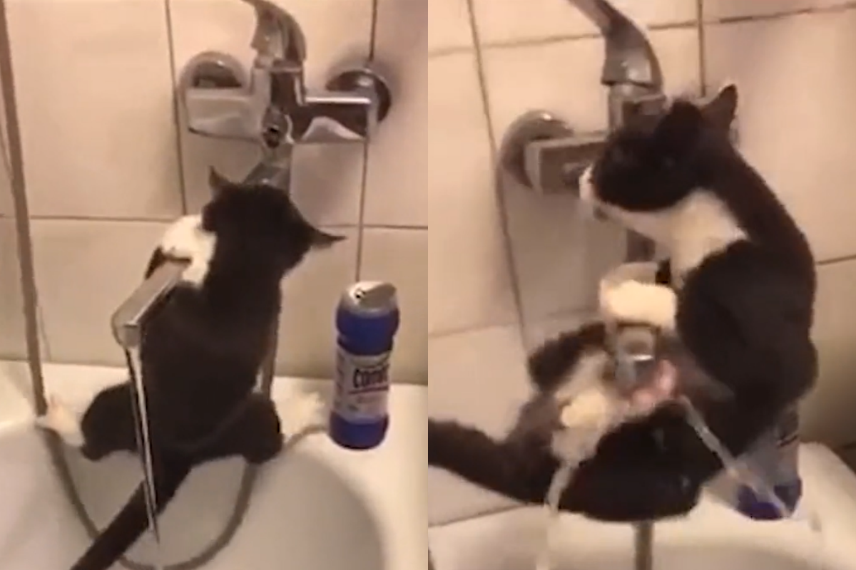 賓士貓與水龍頭纏鬥，兩隻手撐得非常辛苦！（圖／TiKTok＠ lil_minako）
