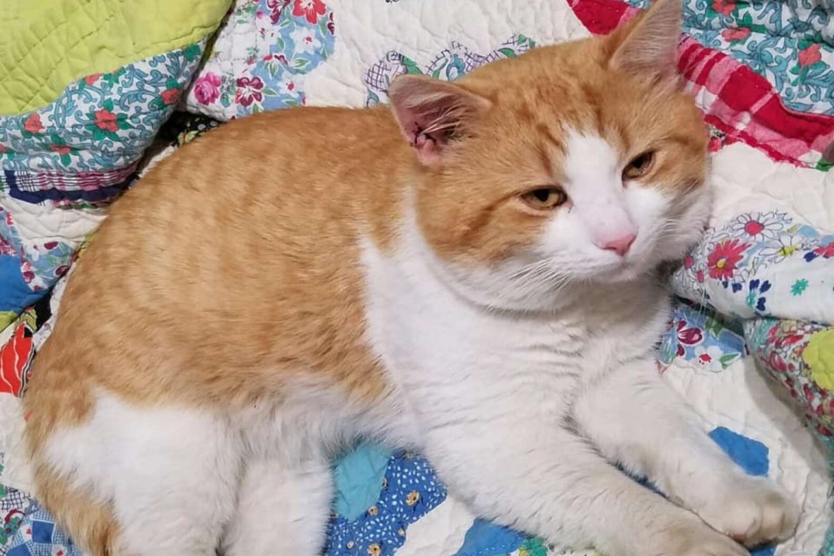 美國一名媽媽的母親節禮物是一隻自己來的橘白浪貓！（圖／FB @ A’Lana Mae Bates）
