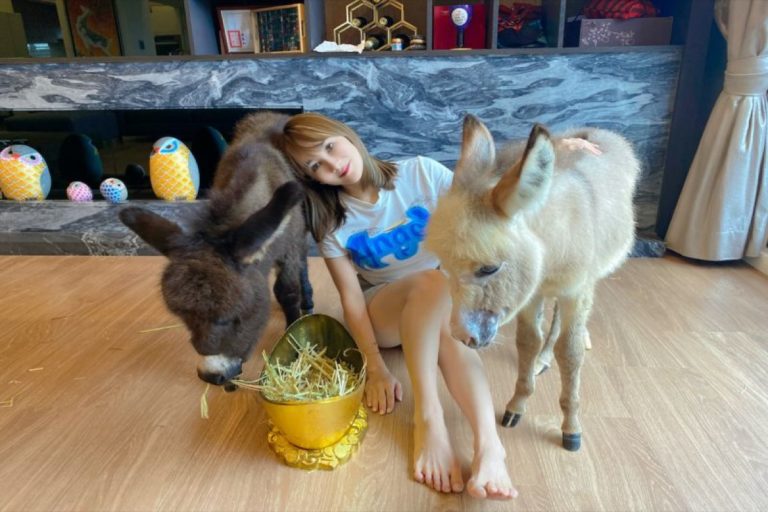 家裡除了寵物羊駝外，王宥忻又添了2隻驢子，陪伴小孩玩耍。（圖／固力狗娛樂提供）