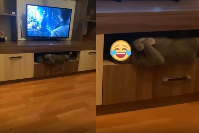 俄羅斯有一隻灰貓躺在電視櫃裡「思考貓生」。（圖／Tik Tok @melkumann）