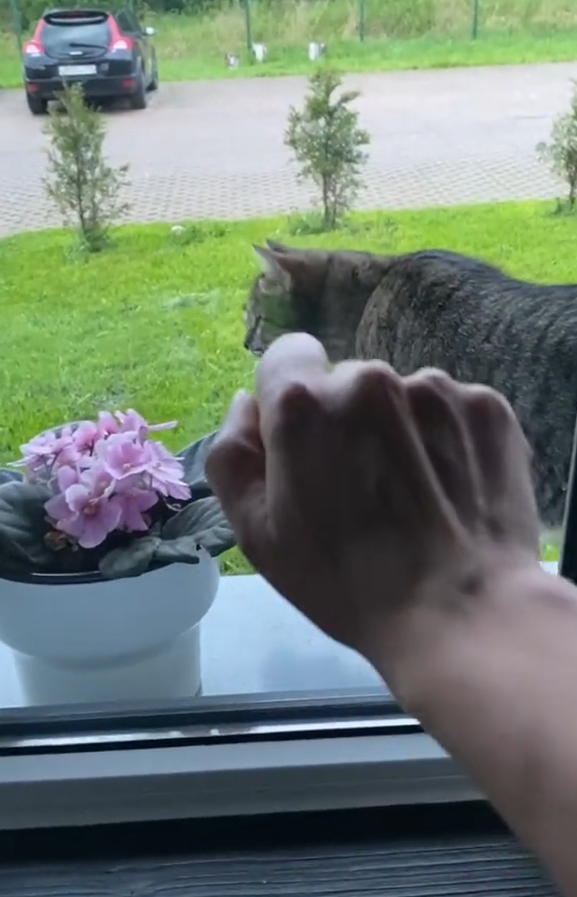 奴才對著窗戶敲兩下，引起貓咪的注意。（圖／TiKTok＠ nasteek1）