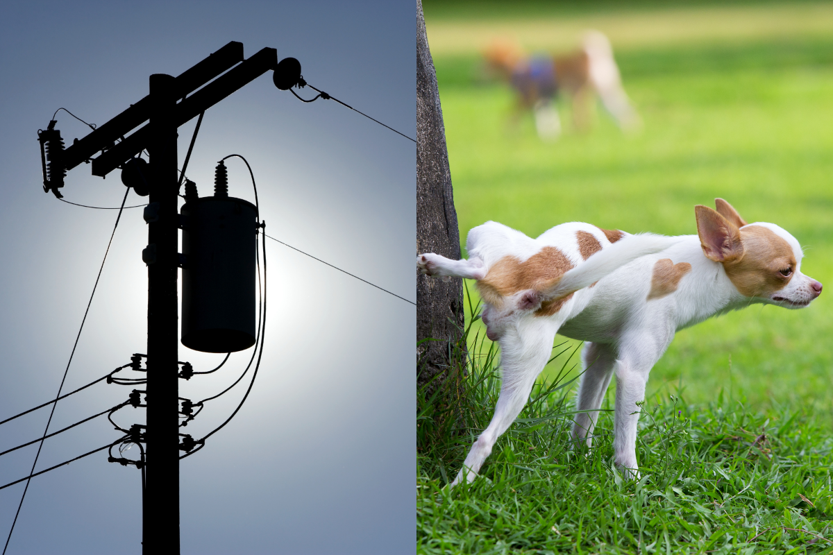 因為長期被狗狗尿液侵蝕，日本三重縣鈴鹿市的電線桿應聲而斷！（圖／Shutterstock） 