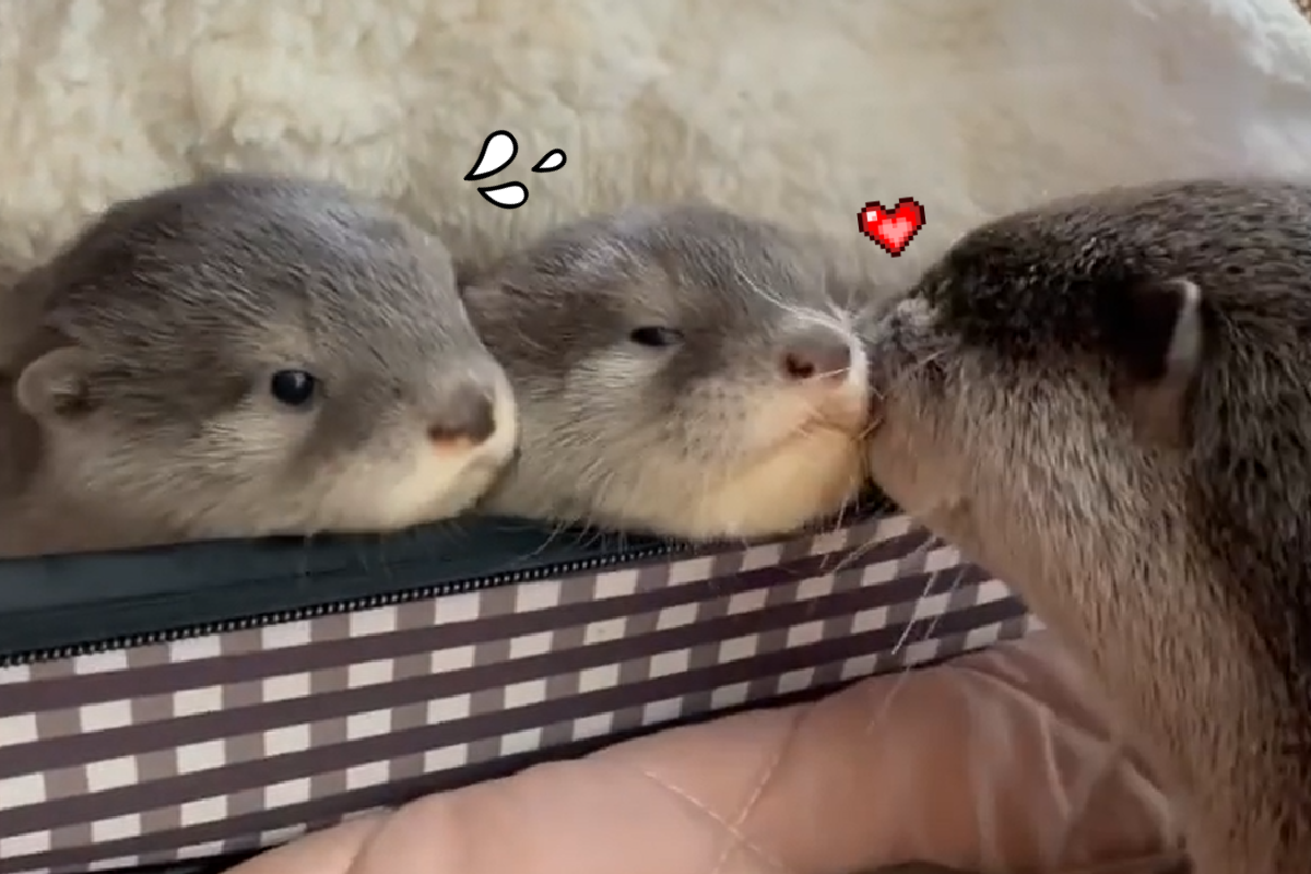 水獺媽媽輪流給寶寶親親，畫面非常療癒！（圖／Instagram＠ uuu_chaaan） 