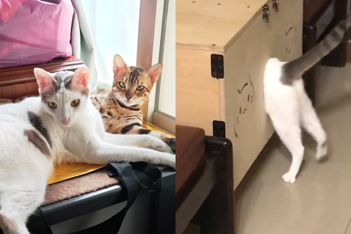 貓咪想進喵屋，肚子卻尷尬卡在門口進不去！（圖／網友洪瓊子授權提供） 