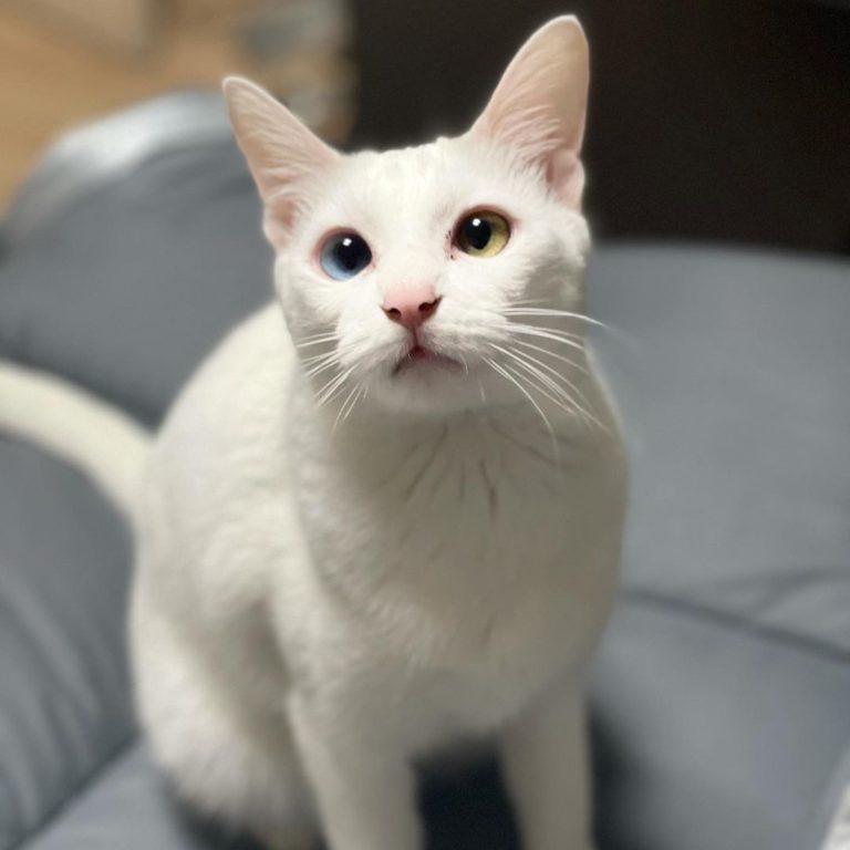 Gangkkobi是隻異色瞳的漂亮貓咪。（圖／Instagram＠ kkobiiiiiiiiiii）