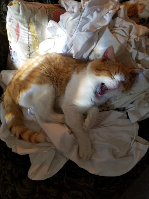 媽媽許願母親節禮物是「橘白貓」　幾週後浪橘出現：偶來了！