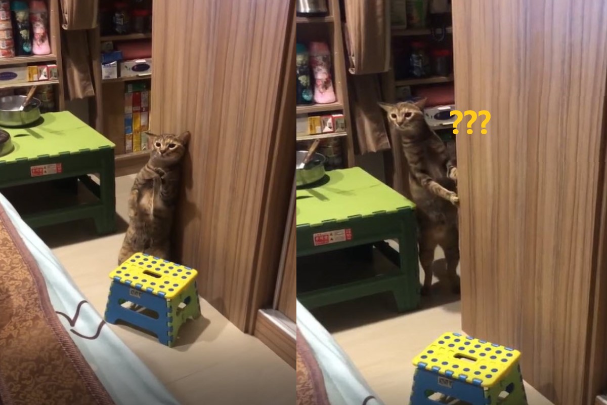 網友娜娜日前在家看電視，虎斑貓「咪咪」卻突然站起來對空氣「揮拳」！（圖／網友娜娜授權提供）