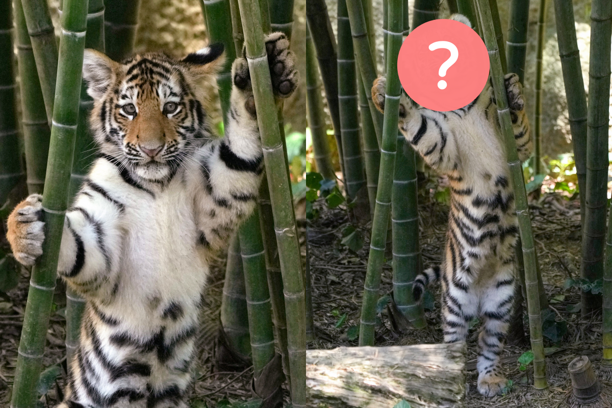 老虎手撐竹竿站立，抬頭萌樣超有迪士尼風格！（圖／Twitter＠ rikunow） 