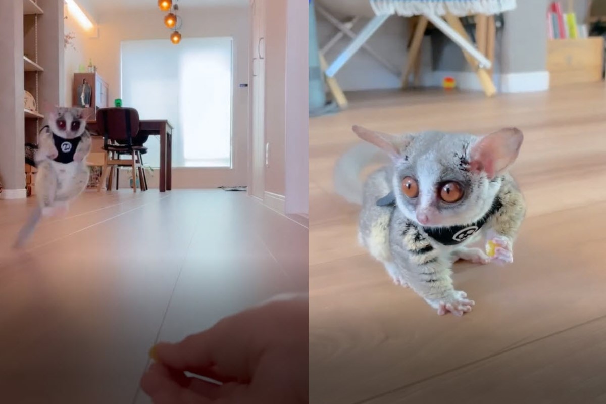 日本網紅嬰猴聽見馬麻招喚，立刻從遠處彈跳過來！（圖／IG @pizzatoru）