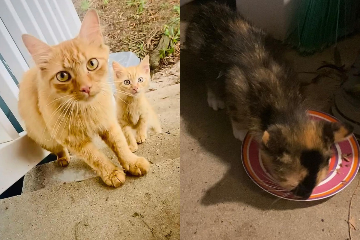 討食浪貓隔天帶來新訪客，沒想到過一天又多一隻！（圖／Instagram帳號：kellyfosterkittens） 