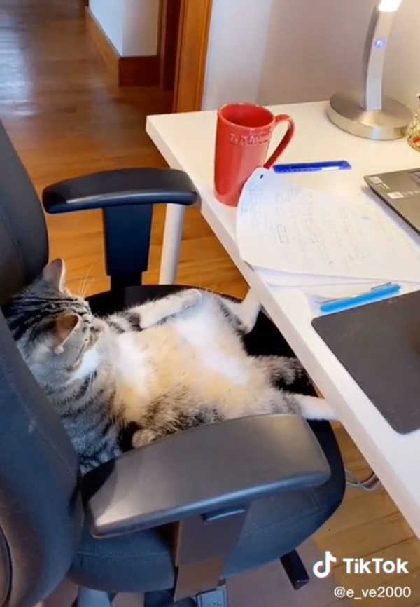 虎斑貓「大叔坐」睡到翻白眼　主人驚：像極喝醉的我！