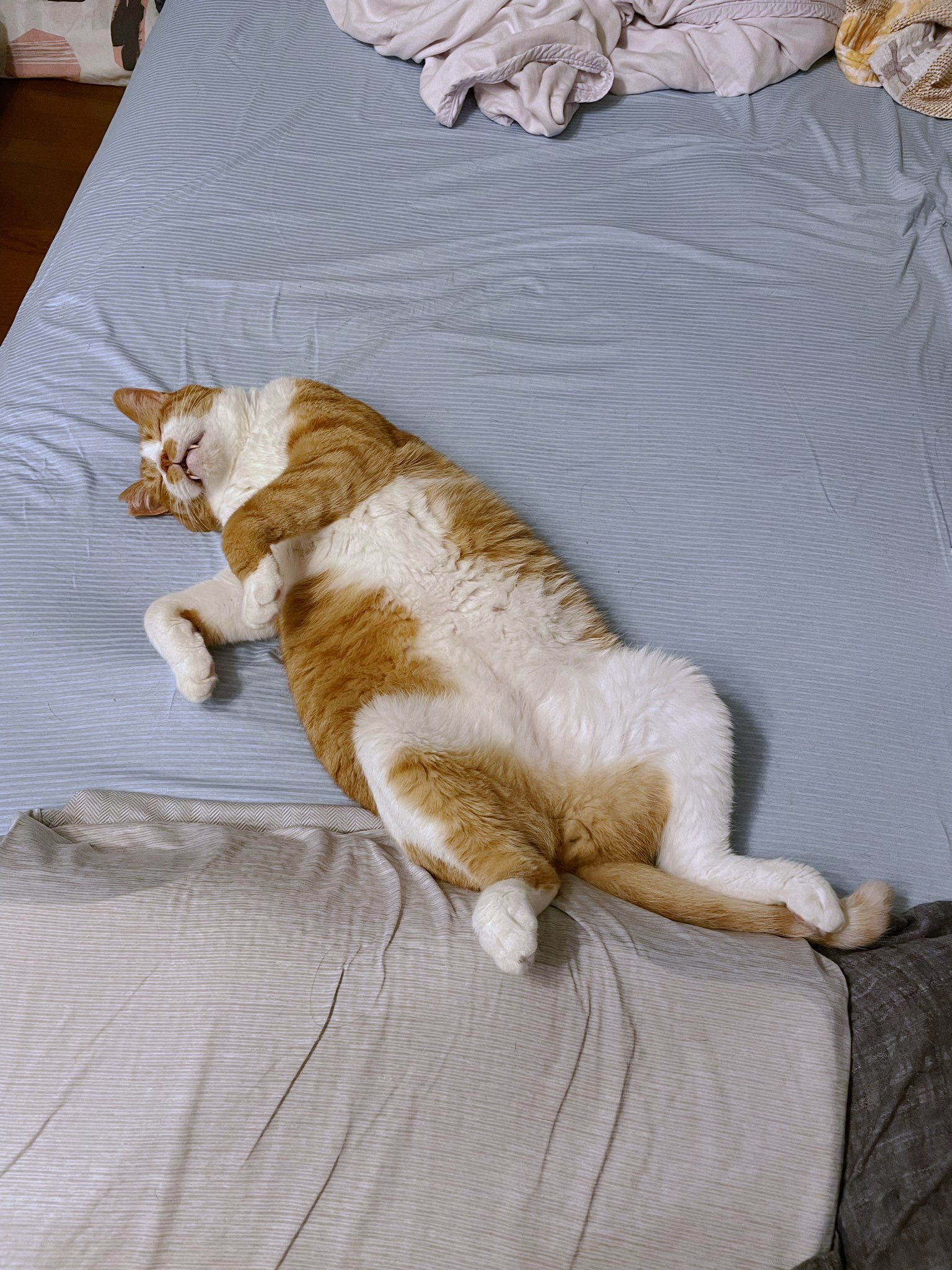 這睡姿「枕頭都不枕頭」了！被當成跨腳墊！（圖／Twitter＠ mitoconcon）