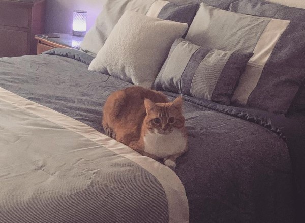 是一隻有著圓圓大眼睛的貓咪。（圖／Instagram＠ mase.place）