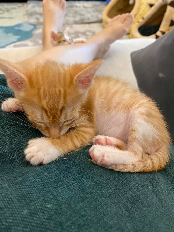 一同被救回的小橘貓，肉球粉粉嫩嫩非常吸睛。（圖片翻攝自／好門媳婦的秘密生活郁小方）
