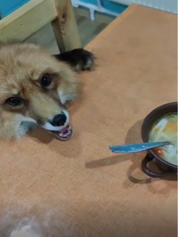 狐狸想偷喝吃湯麵被媽抓包 大聲哇哇叫:給我一口啦!