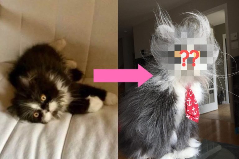 貓咪罹患「多毛症」眼神超犀利　網一看驚：鰲拜是你？
