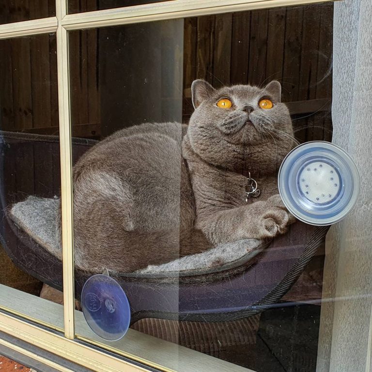 黏在玻璃上的貓窩。（圖／Instagram＠ mimi_meow_mimi ）