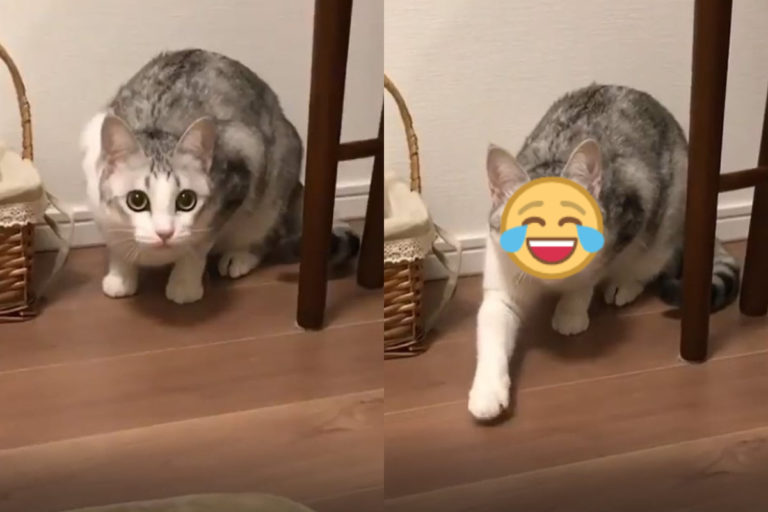 日本一隻萌貓看見獵物時會打「摩斯密碼」還拍地板！（影／IG @tsuru.nyan）
