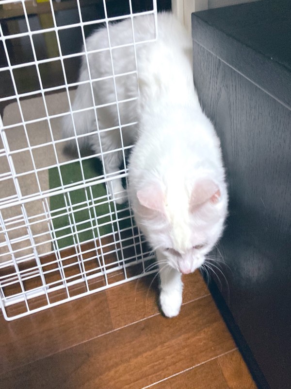 飼主花2小時架圍欄擋貓　下秒竟見牠「從縫隙流出」：白搭了！