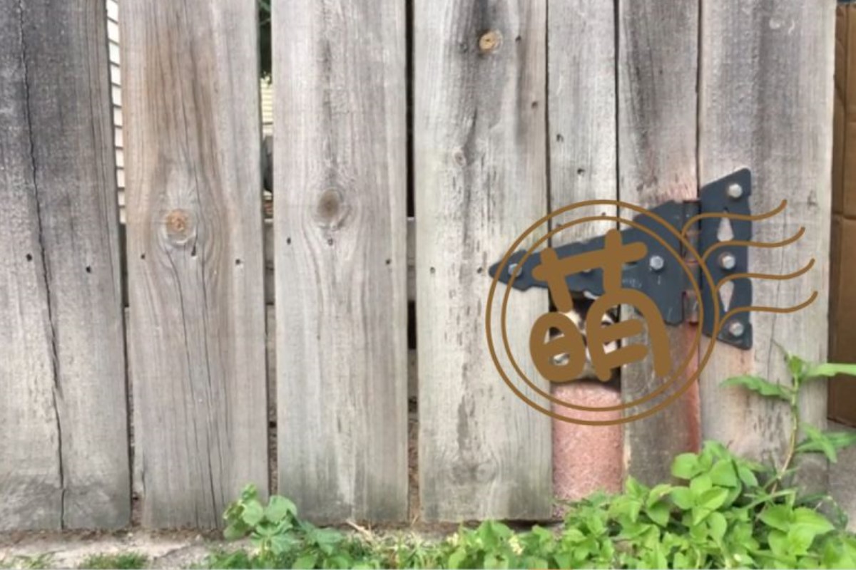 近日國外有一名男網友透露，自己去散步時，意外看見警示牌提醒「BE WARE OF DOG」，沒想到他走近一看發現，只是一隻可愛的小吉娃娃，讓他瞬間被萌翻，心裡不禁OS「才不怕你勒」。（達志影像美聯社／Jukin Media）