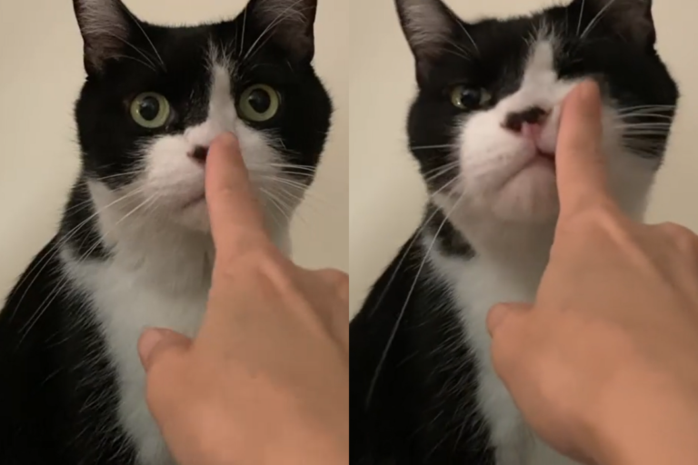奴才手指伸向貓，竟得到充滿愛意的回覆！（圖／Instagram帳號：micryo） 