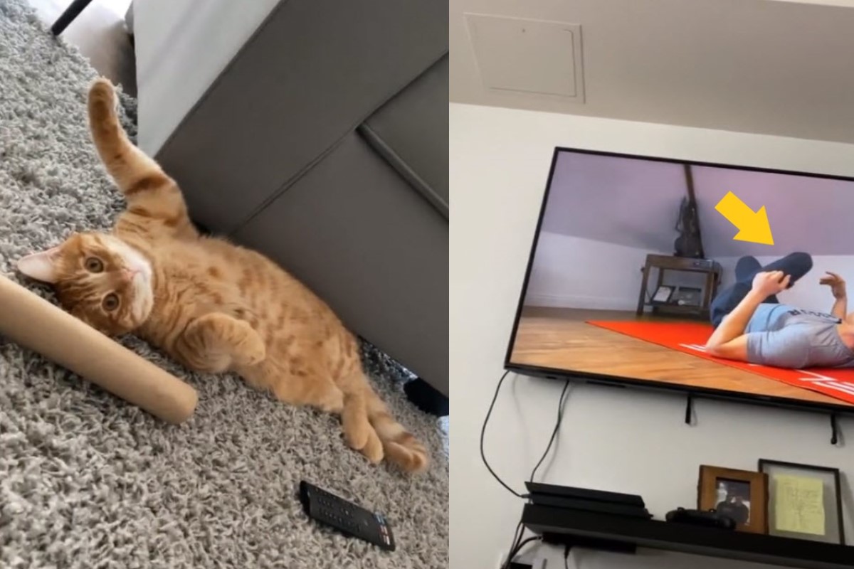 美國有一隻橘貓陪奴才一起做伸展運動！（圖／tik tok @mtcap）