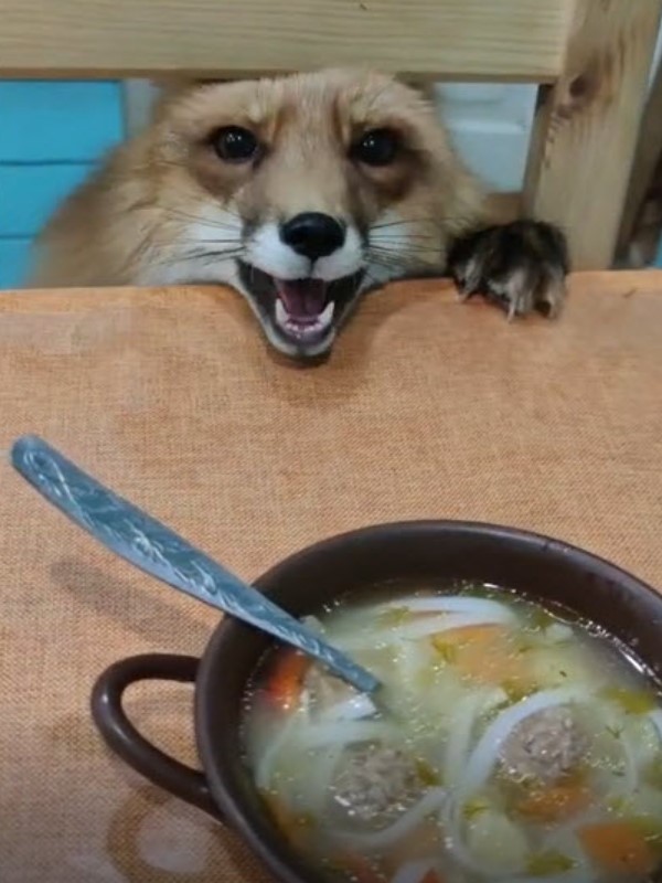 狐狸想偷喝吃湯麵被媽抓包 大聲哇哇叫:給我一口啦!