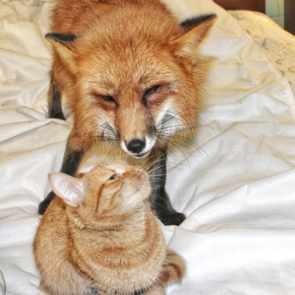 狐狸想偷喝吃湯麵被媽抓包 大聲哇哇叫:給我一口啦!