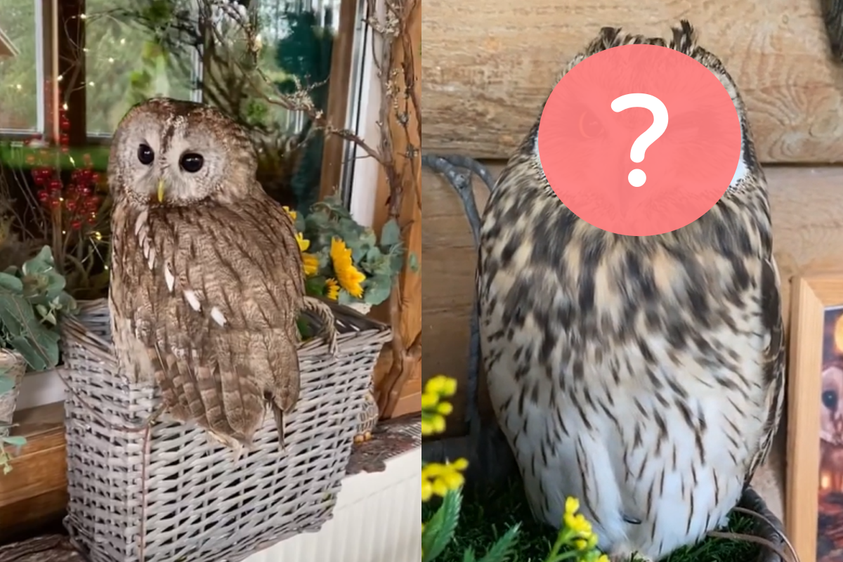 大白天時，每隻貓頭鷹都看起來很想睡覺！（圖／Instagram＠ filosoviya） 