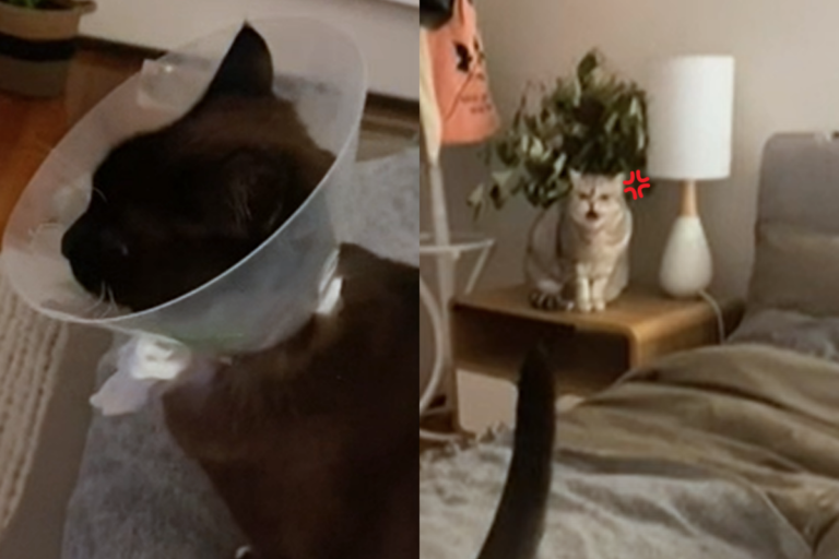 國外一名女飼主的愛貓手術後回到家，沒想到同伴竟認不得貓了！（影／美聯社AP+Newsflare授權）