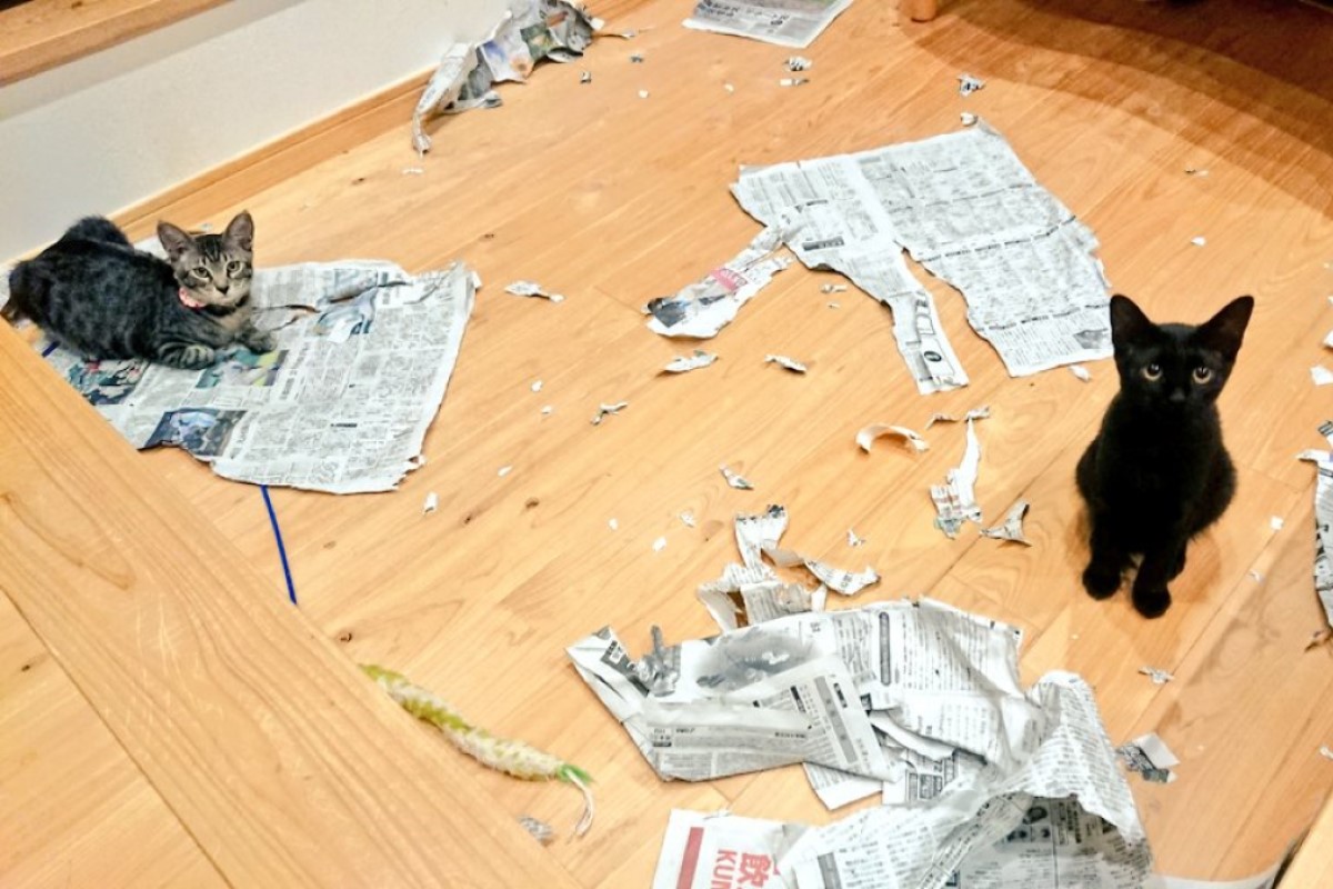 兩幼貓搗亂後表現超淡定，奴才只能無奈笑看混亂現場。（圖／Twitter帳號：cat_nekojarashi） 