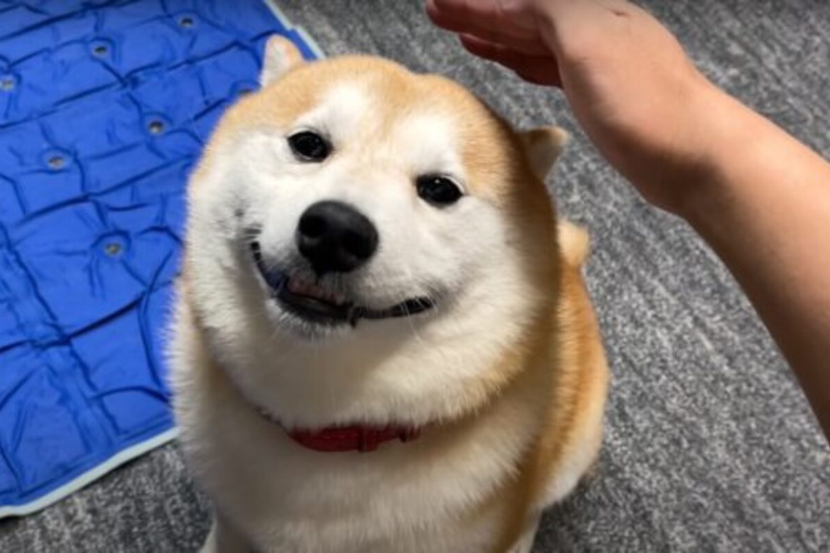 柴柴不知被「隔空撫摸」，可愛討拍模樣萌翻網友。（圖／YouTube帳號SHIBA DOG RANMARU）