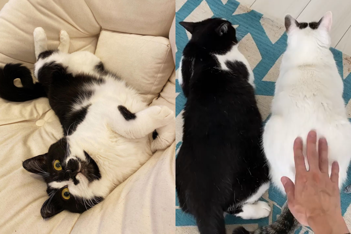 兩隻貓並排坐著，亮出自己的大屁股球誘惑人拍拍！　（圖／Instagram帳號：tamakotamagoyama） 