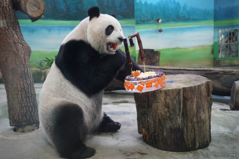 「圓仔」今天代班爸爸「團團」，也獲得一個小蛋糕分享生日的喜悅。（圖／Taipei Zoo授權提供）