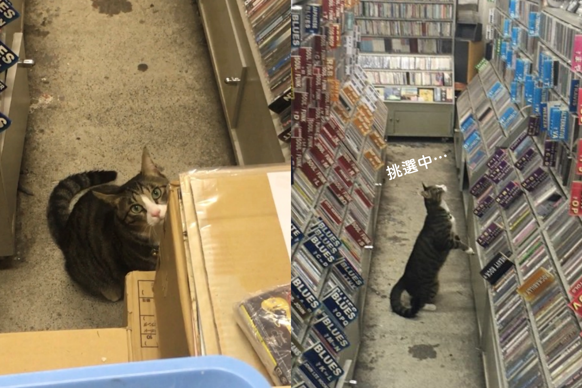 唱片行關店前來了隻毛毛顧客，看來不能準時下班囉！（圖／Twitter帳號：mezurashiya） 