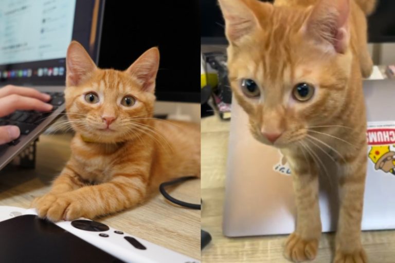 日本一名推主日前居家上班，竟遭到橘貓頻頻「蓋筆電」！（圖／twitter帳號ryogomatsumaru）