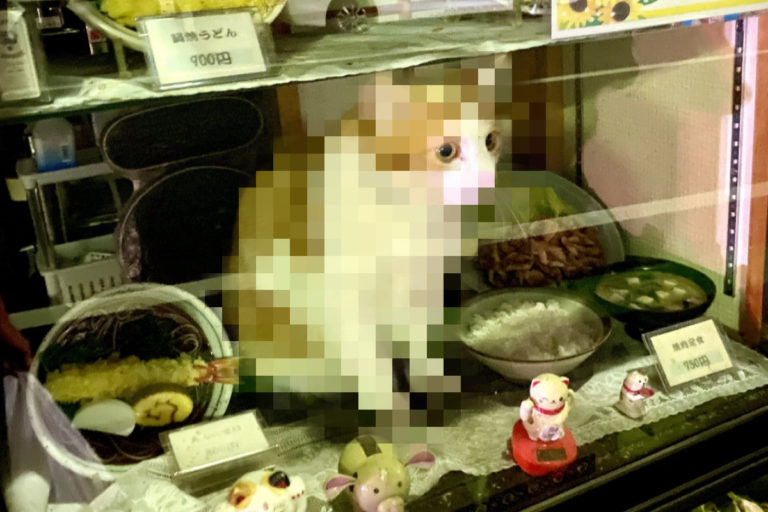 日本一名推主晚上經過打烊的蕎麥麵店，突然發現一對眼睛盯著自己！（圖／twitter帳號yuuki122606）