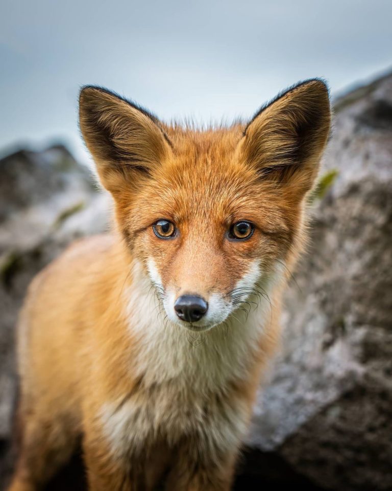 於是祖克蘭拍下了非常驚豔的小狐狸近照。（圖／Instagram帳號：jens.birkeland）