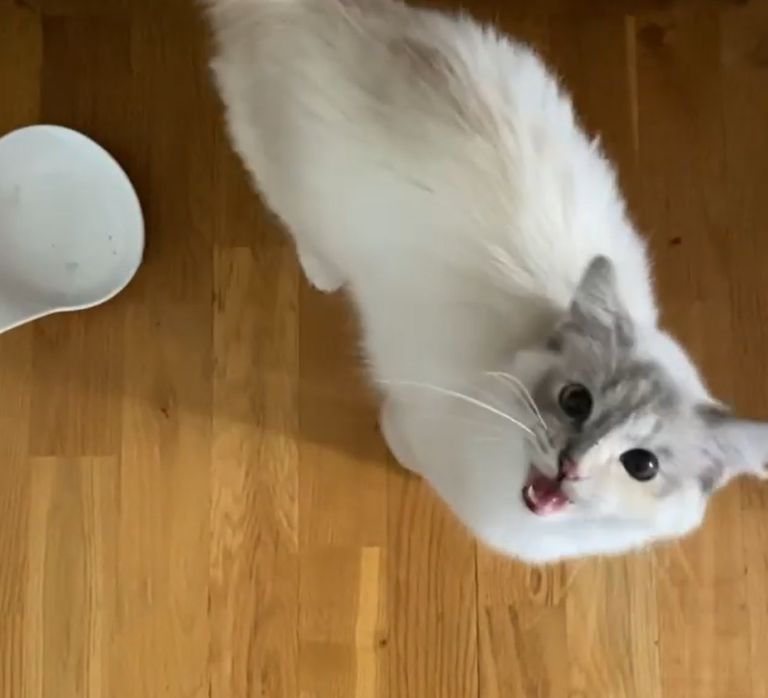 當奴才手拿食物時，貓咪直勾勾盯著飼主，彷彿人類就是牠的神！（圖／Instagram帳號：fjarilflickans）