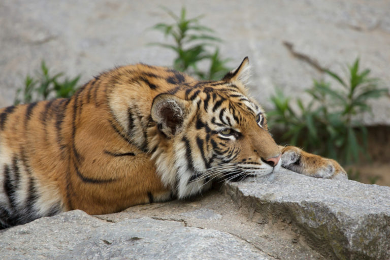 印尼動物園爆出兩隻蘇門答臘虎確診新冠肺炎，圖片非當事虎。（圖／shutterstock）