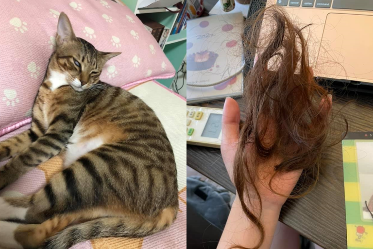 李小姐隔天醒來，發現床邊散落被貓咪啃落的一大撮頭髮！（圖／網友李沛穎授權提供） 